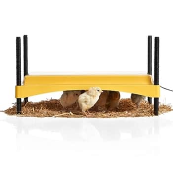 chick brooder heat heating plate