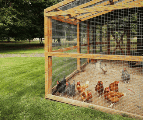 Chicken Coops 101