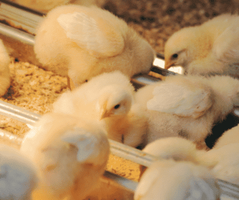 What to feed chicks