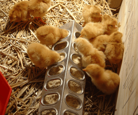 Feeding baby chicks