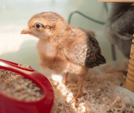 Where to buy baby chicks